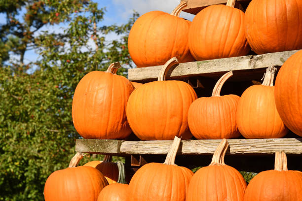 istock Halloween 'Ghostride' pumpkins on shelves 1419510485