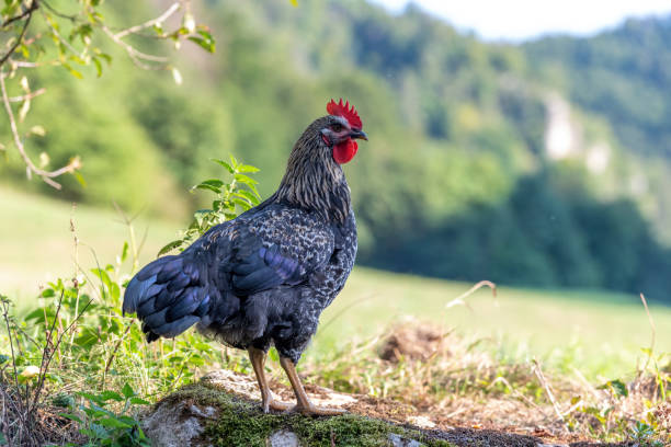 istock Free range chickens on a German farm in the summer 1419511397