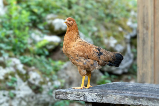 istock Free range chickens on a German farm in the summer 1419511432