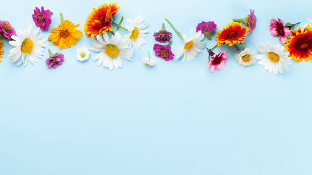 istock Chamomile garden flowers on blue background 1419511633