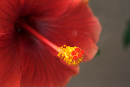 Beautiful Red hibiscus flower on a green background. In the tropical garden, Shallow DOF. selective focus.