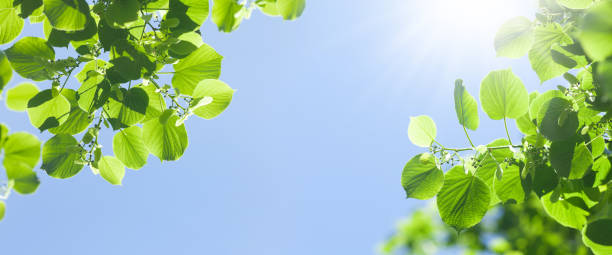 istock Tree branch with leaves in front of blue sunny sky 1419512283