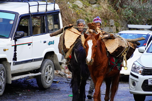 A side-view shot of a group of Donkey's carrying goods up a mountain in Nepal.