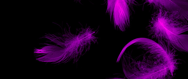 violet duck feathers on a black isolated background