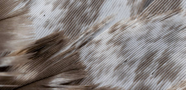 istock hawk feathers with visible detail. background or texture 1419514230