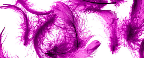 istock violet duck feathers on a white isolated background 1419514231