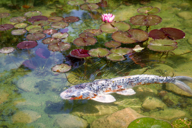 istock Koi carp in a japanese garden pond 1419514926