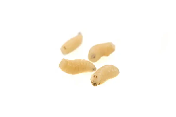 fly larvae on a white isolated background