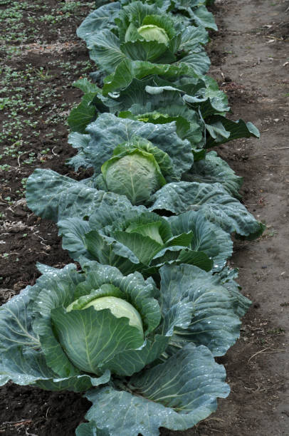 istock Heads of white cabbage on a garden site 1419515062
