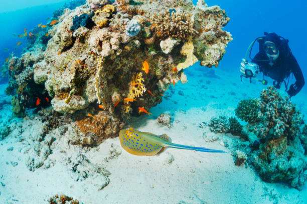 Man  Underwater photographer  scuba diving  takes photos of   Sea life  Bluespotted stingray   Coral reef  Underwater photo Scuba Diver Point of Vie Man  Underwater photographer  scuba diving  takes photos of   Sea life  Bluespotted stingray   Coral reef  Underwater photo Scuba Diver Point of View. underwater camera stock pictures, royalty-free photos & images