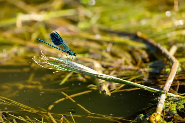 Photo of A Blue banded dragonfly at a river