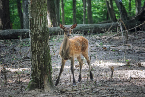 istock Young deer in the forest. Wildlife. 1419515987