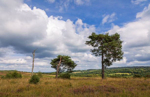 Ashdown Forest East Sussex Lone scots pines on the heath of Ashdown Forest Kings standing high weald east Sussex south east England ashdown forest photos stock pictures, royalty-free photos & images