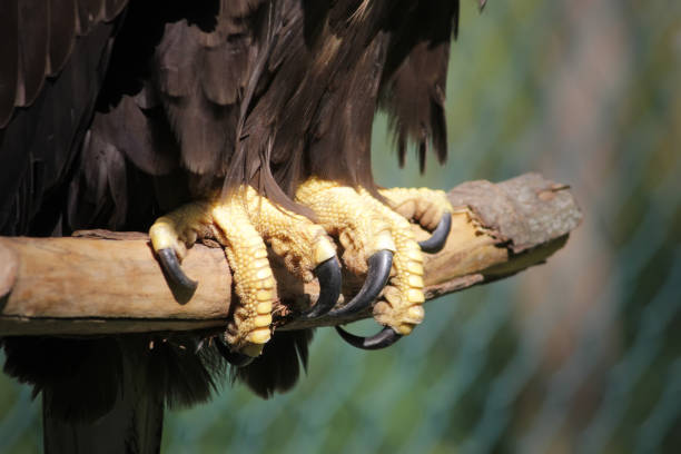 Eagle claws close up. Wildlife, an eagle sits on a branch