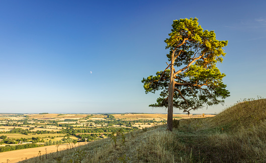 Lone Scots pine and moonrise on top of Martinsell Hill on the Wessex Downs Wiltshire south west England UK