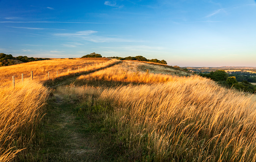 Golden evening light over the Giants Grave on the Wessex Downs Wiltshire south west England UK