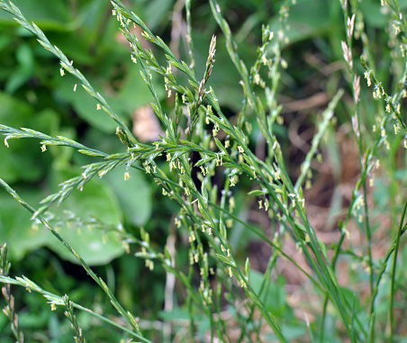 In the wild in the meadow grows forage grass ryegrass (Lolium).