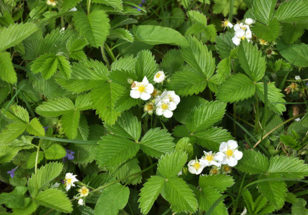Strawberries grow in the garden