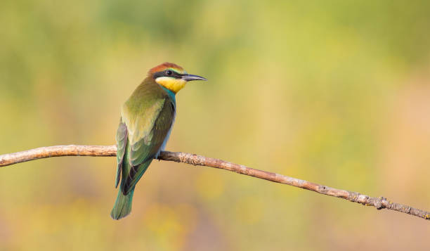 istock European bee-eater, merops apiaster. On an early sunny morning, a young bird, a chick, sits on a thin dry branch near the nest. 1419518627
