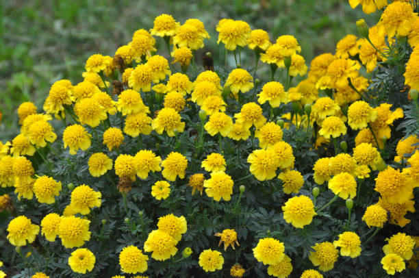 istock Blossom bushes marigold (tagetes) 1419519174