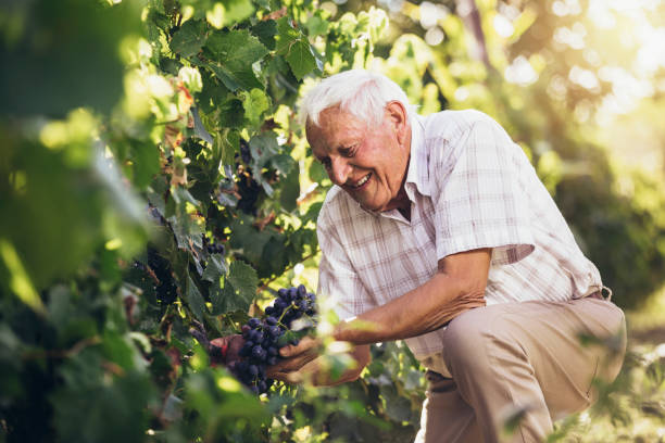 Senior man harvesting grapes in the vineyard. stock photo