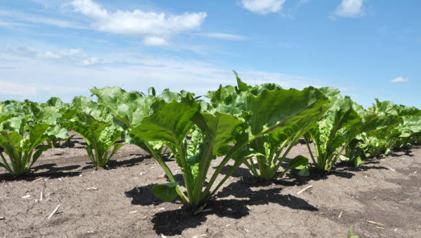 on the farm field grow sugar beets - sugar beet beet field vegetable imagens e fotografias de stock