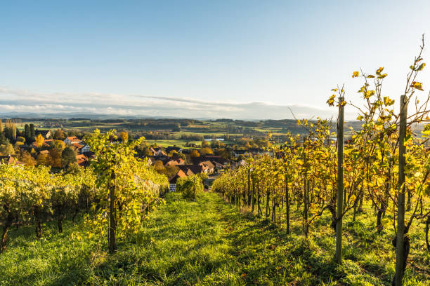 viñedos, paisaje en thurgau a la luz del atardecer, suiza - thurgau fotografías e imágenes de stock