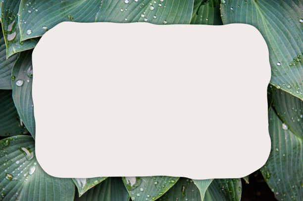istock Abstract nature background with green plant leaves and creative frame 1419523660