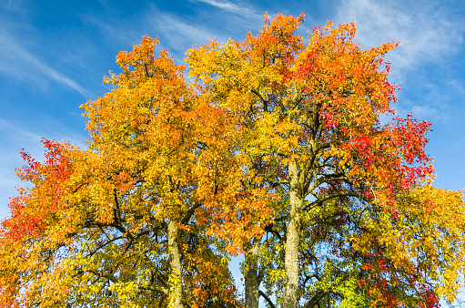 Low angle view of autumnal tree with yellow, orange and red leaves against sky, Hegau, Watterdingen, Baden-Wuerttemberg, Germany