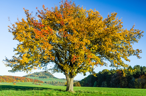 Lonely tree with yellow, orange and red leaves on a green meadow against blue sky during autumn. Hegau near Watterdingen, Baden-Wuerttemberg, Germany