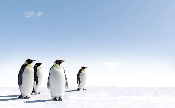 istock Four penguins stood on snow with pale blue sky 141952456