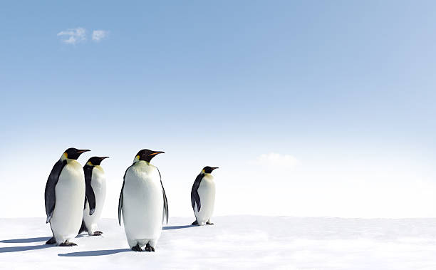 Four penguins stood on snow with pale blue sky stock photo