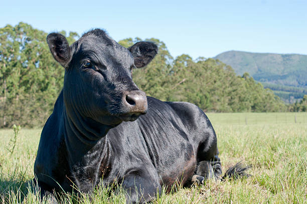 A black angus cow resting on grass looking into the distance A young Black Angus cow lying in a field. bull aberdeen angus cattle black cattle stock pictures, royalty-free photos & images