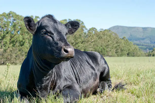 A young Black Angus cow lying in a field.