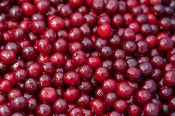 istock Red delicious sweet organic cherry in large quantity .Cherry background. 1419528508
