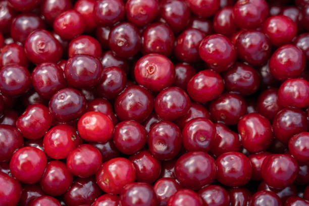 istock Red delicious sweet organic cherry in large quantity .Cherry background. 1419528538