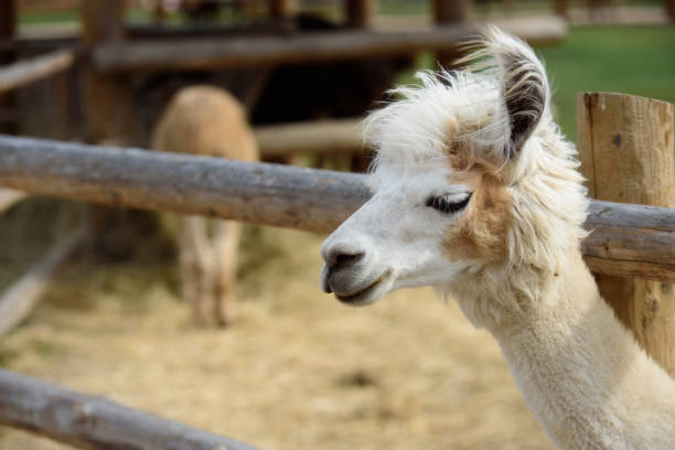 istock a white llama in a nature park on a sunny day 1419530718