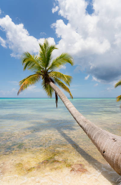 Tropical Beach in the Dominican Republic