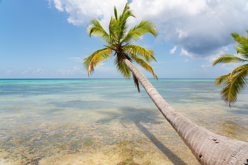 Palm trees growing on the island of Saona in the Dominican Republic with the turquoise of the Caribbean in the background.