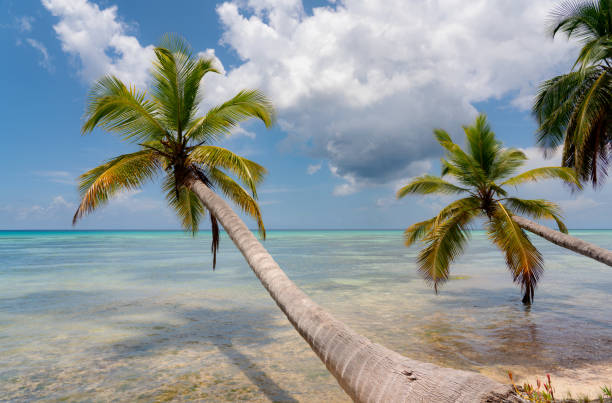 A sun lounger and palm at exotic beach with white sand. The Dominican Reepublic.