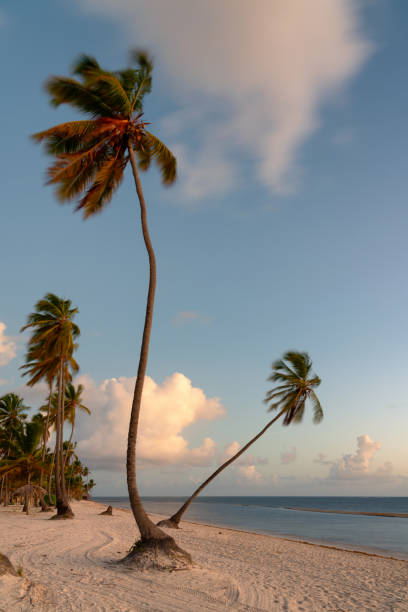Tropical beach white sand and palms. The Dominican Republic, Saona Island