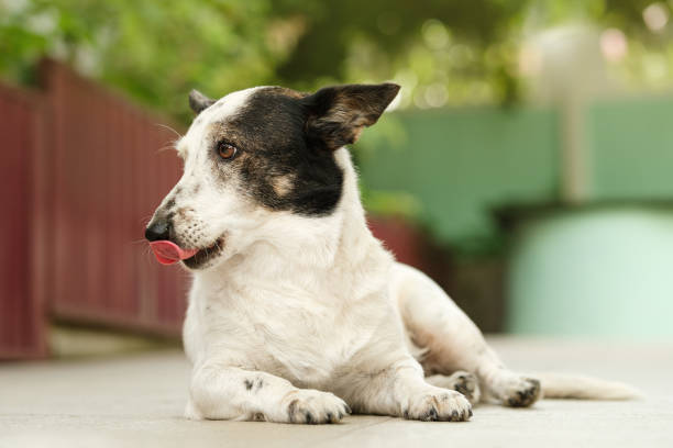 Cute black and white dog is lying, licking her nose, looking to the left. stock photo