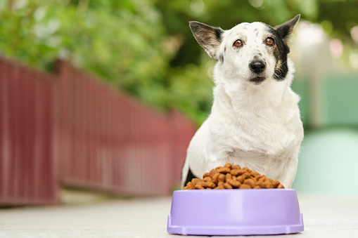 Adorable black and white dog is sitting, purple bowl of kibble dog food in front of her. Dog is looking at the camera, copy space on the left side.