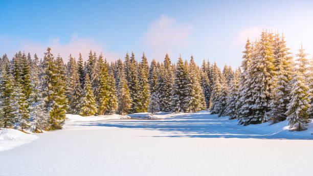 istock Spruce forests on sunny winter day 1419532872