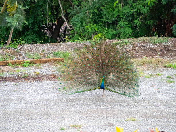 istock peacock and nature at Phetchabun, Thailand. 1419533010