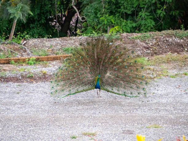 istock peacock and nature at Phetchabun, Thailand. 1419533018