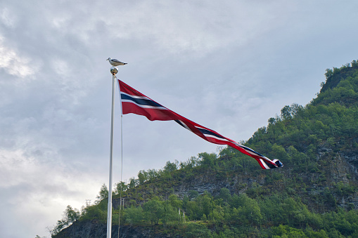 seagull sitting on a norway flag near geirangerfjord