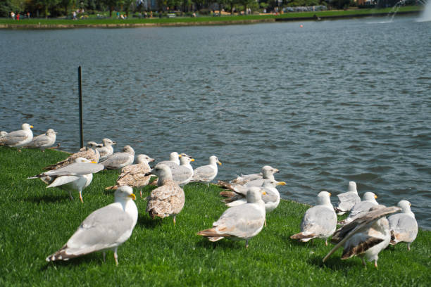 istock a crowd of seagulls sitting on grass 1419533782