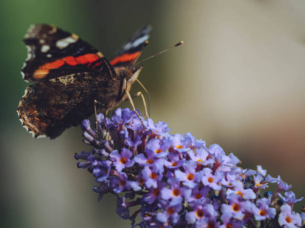 istock Red Admiral butterfly 1419535855