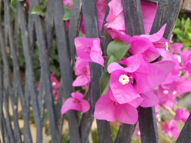 istock Sticks garden fence with flowers 1419537182